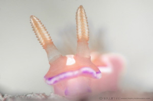D O F - Depth of field
Nudibranch (Hypselodoris carnea)
... by Irwin Ang 